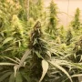 Семена конопли CBG-Force® от Dutch Passion